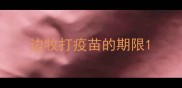 边牧打疫苗的期限