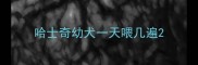 哈士奇幼犬一天喂几遍