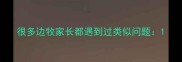 很多边牧家长都遇到过类似问题