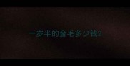 一岁半的金毛多少钱