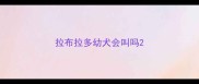 拉布拉多幼犬会叫吗