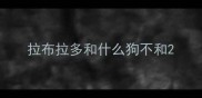 拉布拉多和什么狗不和