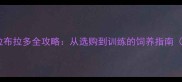 导盲犬首选品种拉布拉多全攻略从选购到训练的饲养指南附健康护理秘籍
