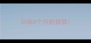 训练8个月的银狐