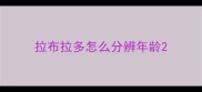 拉布拉多怎么分辨年龄