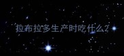 拉布拉多生产时吃什么