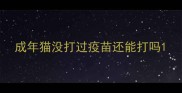 成年猫没打过疫苗还能打吗