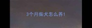3个月柴犬怎么养
