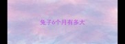 兔子6个月有多大