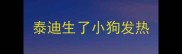泰迪生了小狗发热