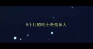 5个月的哈士奇是多大
