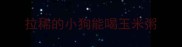 拉稀的小狗能喝玉米粥