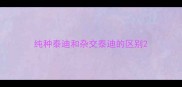 纯种泰迪和杂交泰迪的区别