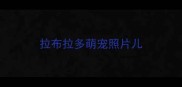 拉布拉多萌宠照片儿