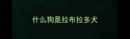 什么狗是拉布拉多犬