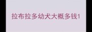 拉布拉多幼犬大概多钱