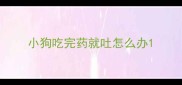 小狗吃完药就吐怎么办