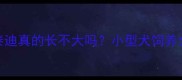 茶杯泰迪真的长不大吗小型犬饲养全攻略