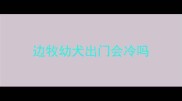 边牧幼犬出门会冷吗