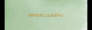 狗狗的伤口会自愈吗