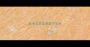 拉布拉多正常指甲多长