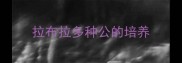 拉布拉多种公的培养