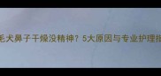 金毛犬鼻子干燥没精神5大原因与专业护理指南