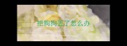 把狗狗丢了怎么办