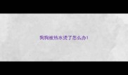 狗狗被热水烫了怎么办