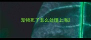 宠物死了怎么处理上海