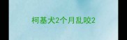 柯基犬2个月乱咬