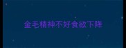 金毛精神不好食欲下降