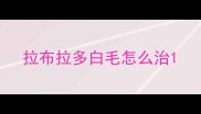 拉布拉多白毛怎么治