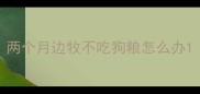 两个月边牧不吃狗粮怎么办