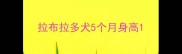 拉布拉多犬5个月身高