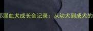 金毛萨摩耶混血犬成长全记录从幼犬到成犬的培育指南