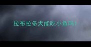 拉布拉多犬能吃小鱼吗