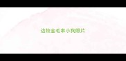 边牧金毛串小狗照片