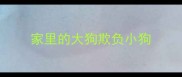 家里的大狗欺负小狗