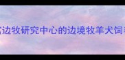 权威白金汉宫边牧研究中心的边境牧羊犬饲养与训练全攻略