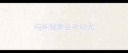 纯种健康金毛幼犬