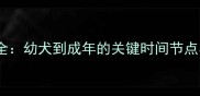 金毛犬成长全幼犬到成年的关键时间节点与饲养指南