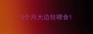 3个月大边牧喂食