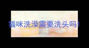 猫咪洗澡需要洗头吗