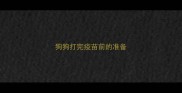 狗狗打完疫苗前的准备