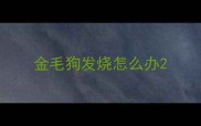 金毛狗发烧怎么办