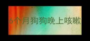 6个月狗狗晚上咳嗽