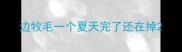 边牧毛一个夏天完了还在掉