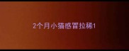 2个月小猫感冒拉稀