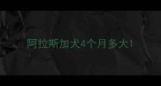 阿拉斯加犬4个月多大